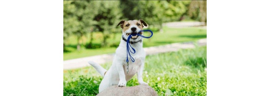 Correa adiestramiento para tu perro, ¿buscas la mejor opción?